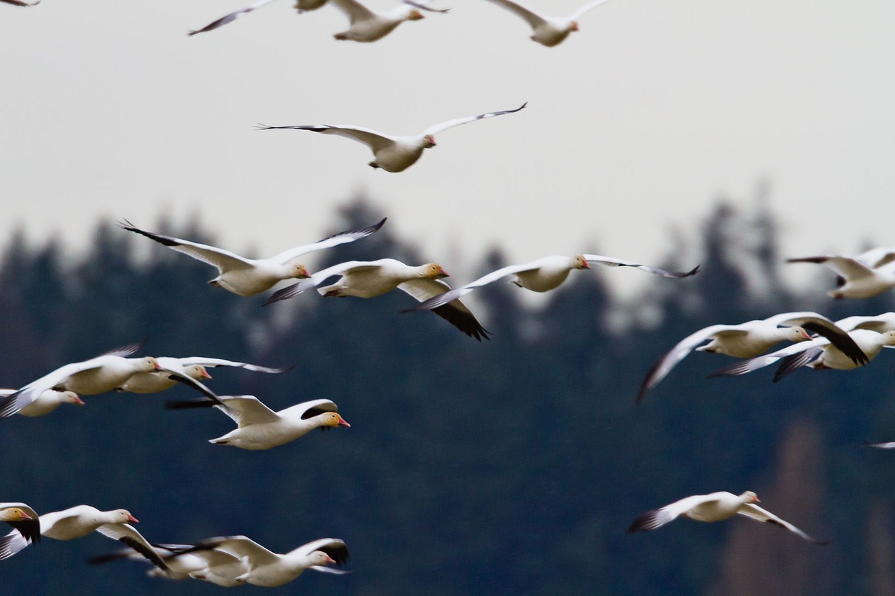 geese flock bird free photo