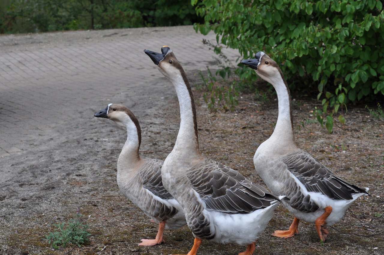 geese nature wildlife free photo