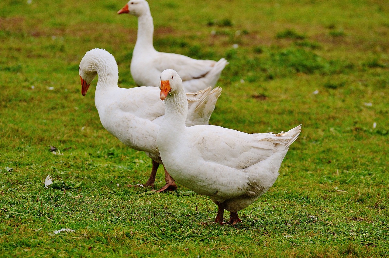 geese white cute free photo