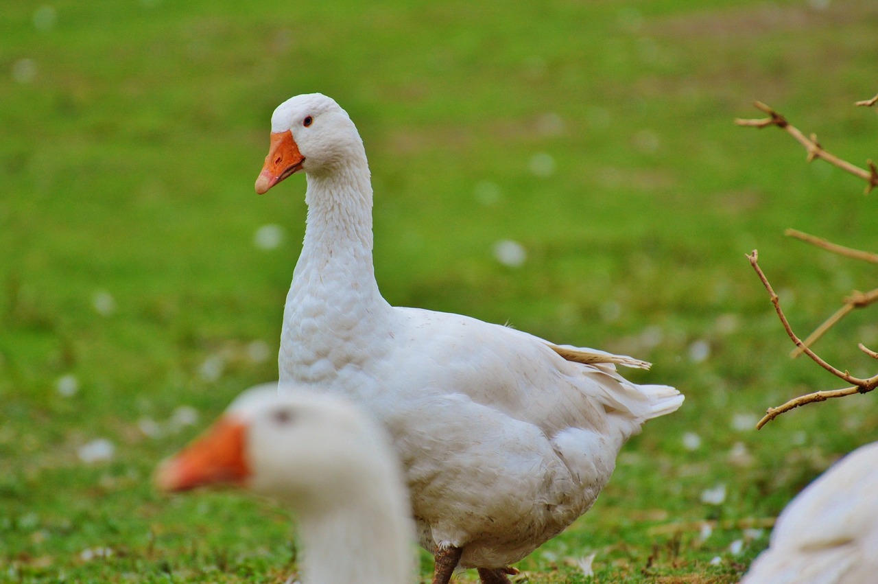 geese white cute free photo