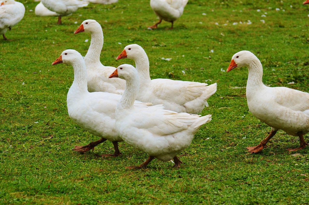 geese white cute free photo