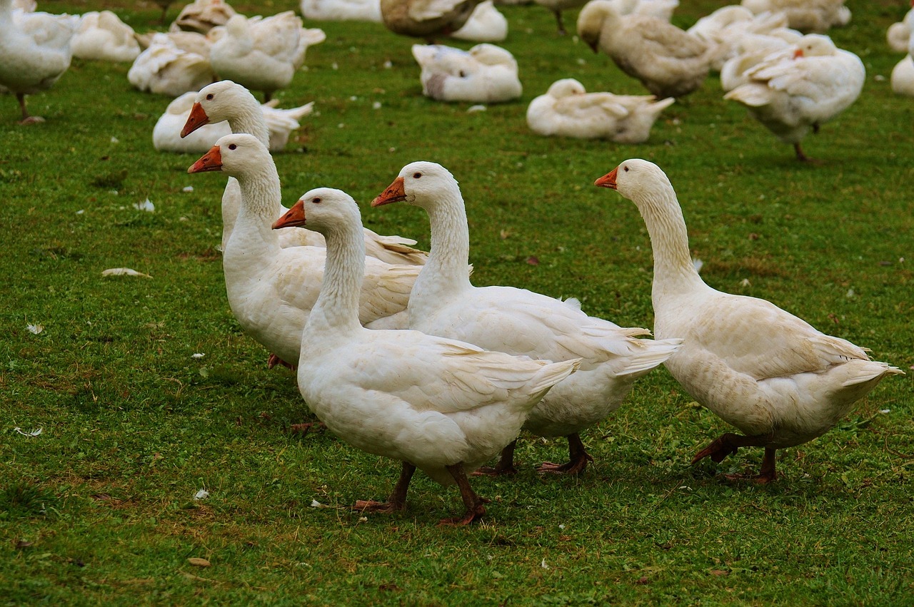 geese white cute free photo