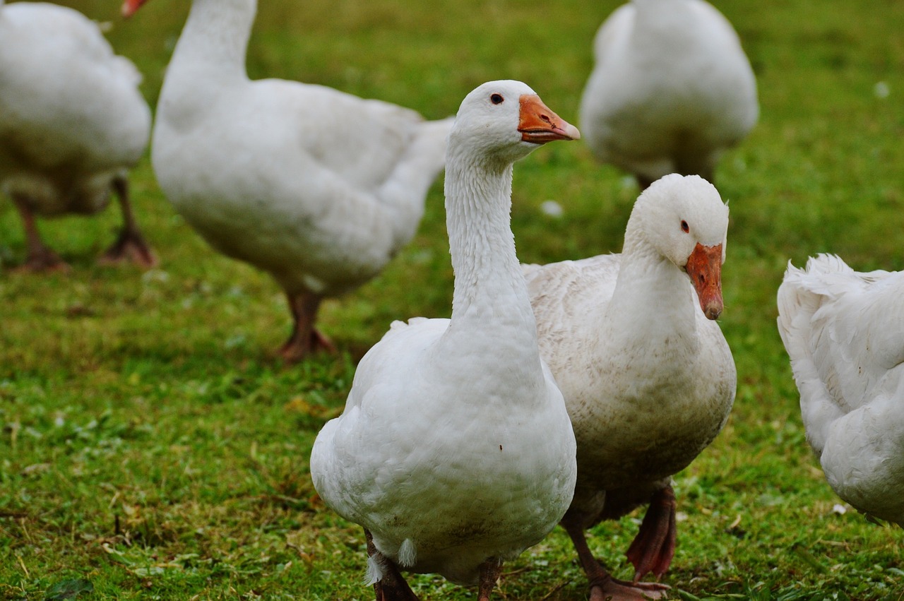 geese white cute free photo