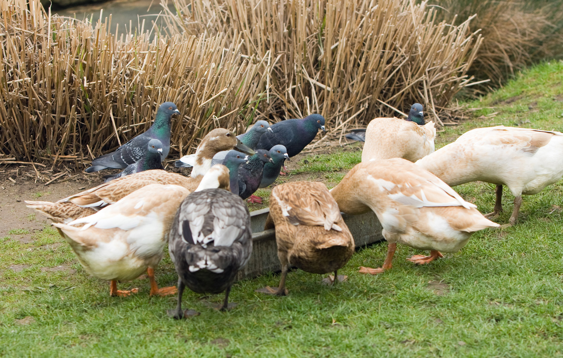 geese goose pigeon free photo