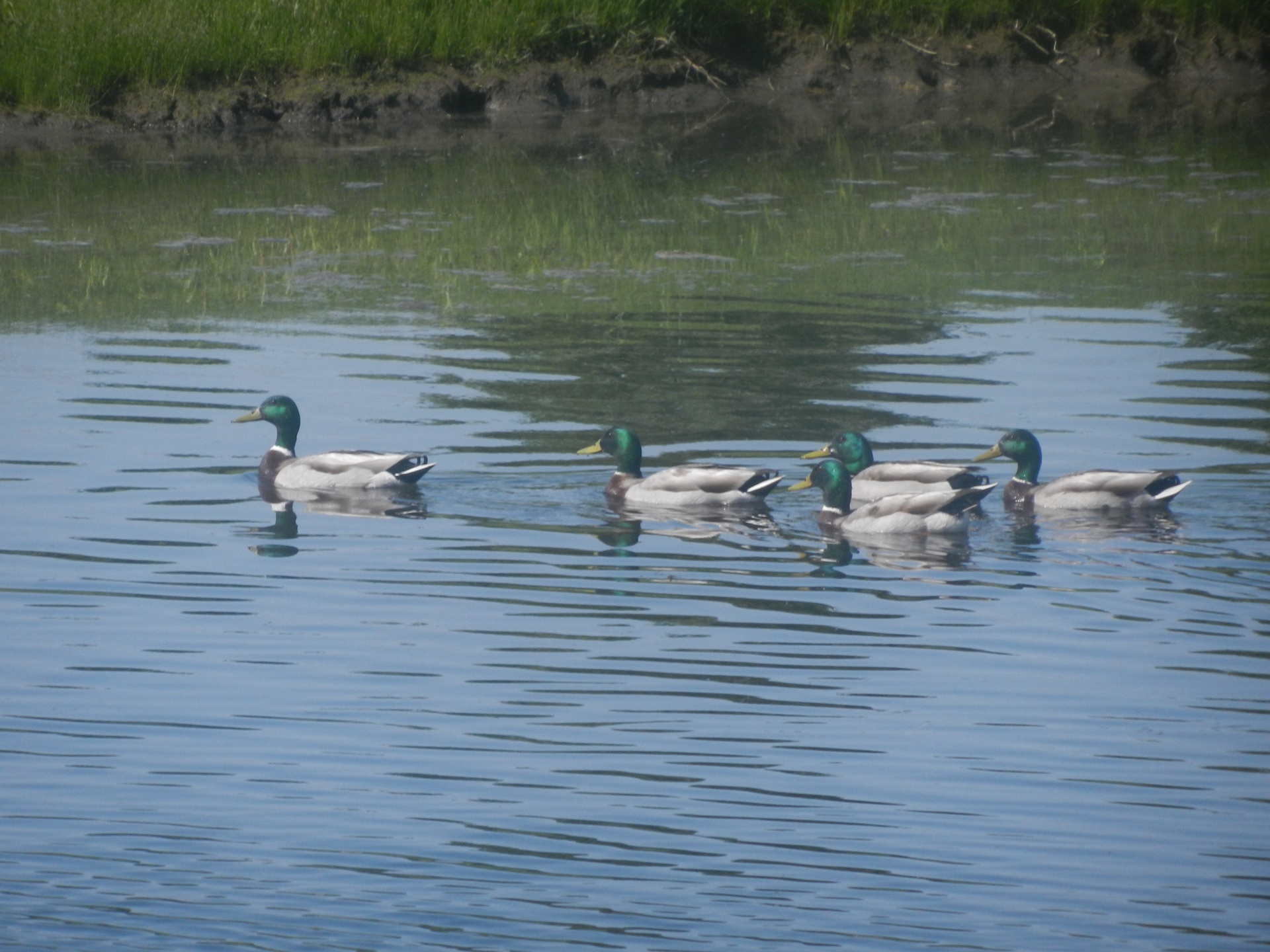 geese lake geese at the lake free photo