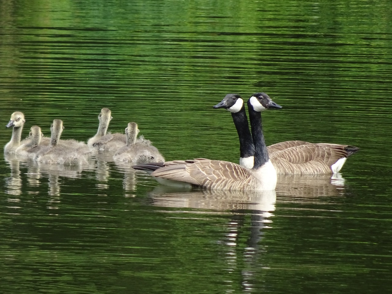 geese canada geese  goslings  pond free photo