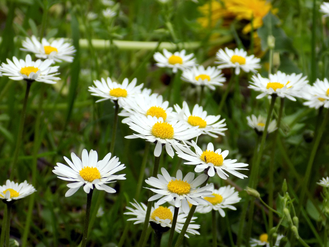 geese flower meadow blossom free photo