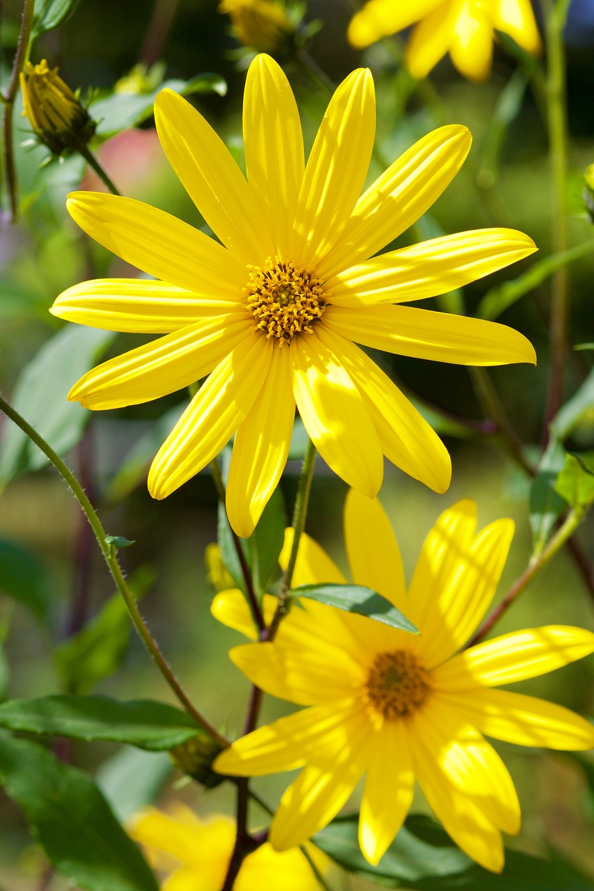 geese flower flower plant free photo