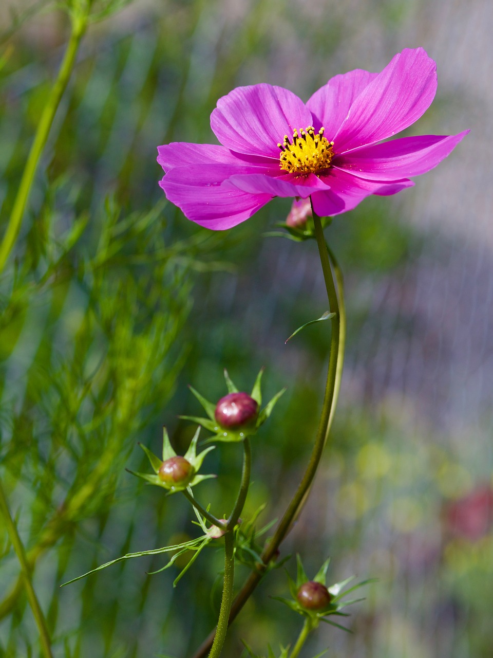 geese flower flower plant free photo