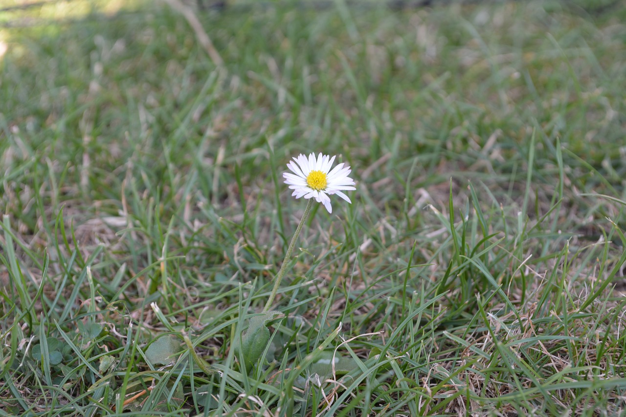 geese flower flower meadow free photo