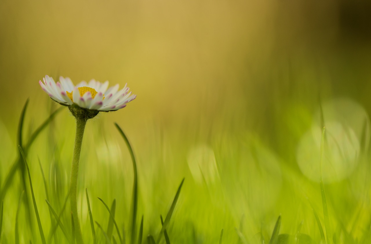 geese flower  grass  green free photo