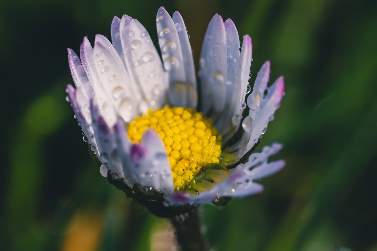 geese flower  daisy  bellis philosophy free photo