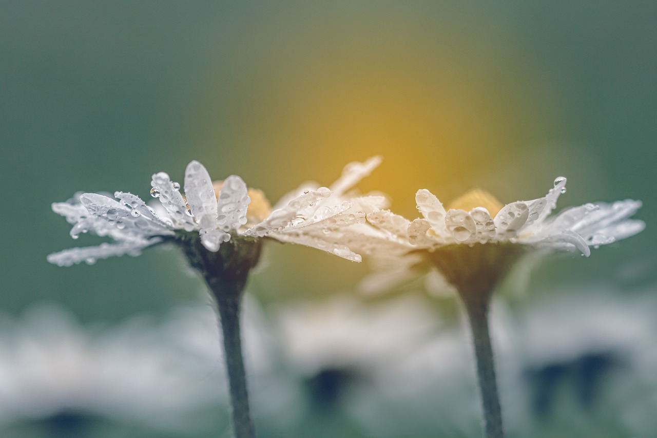 geese flower  daisy  bellis philosophy free photo