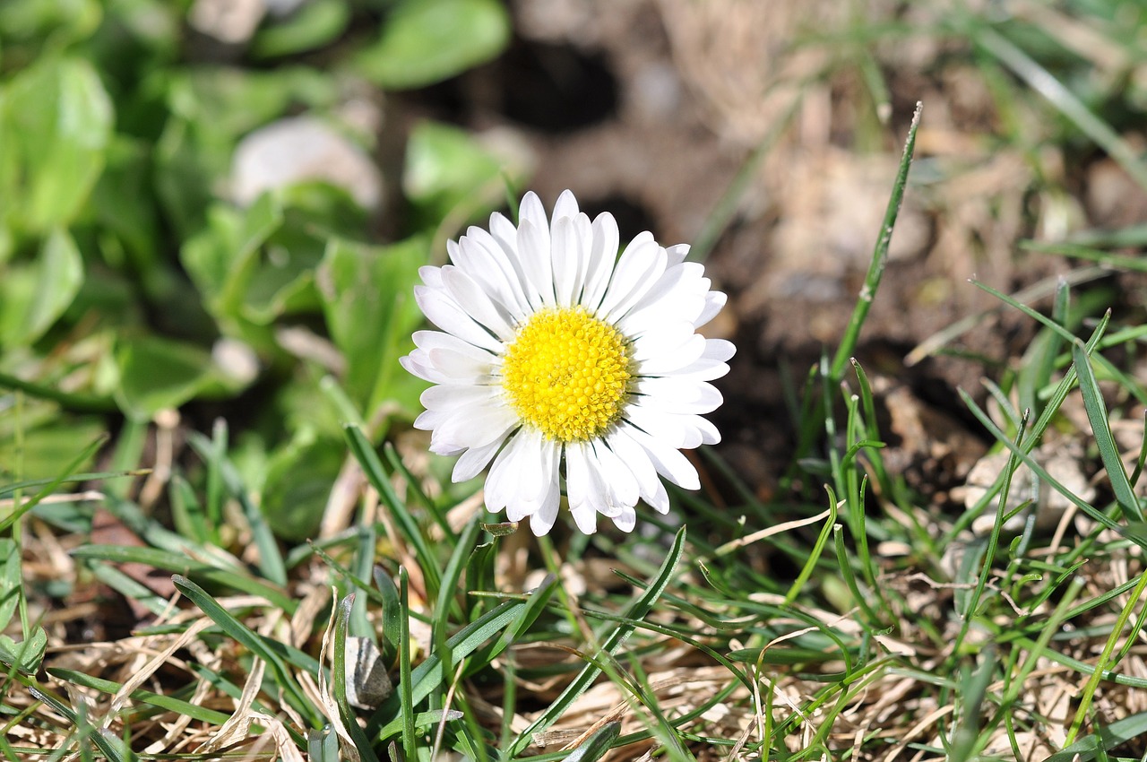 geese flower daisy white free photo