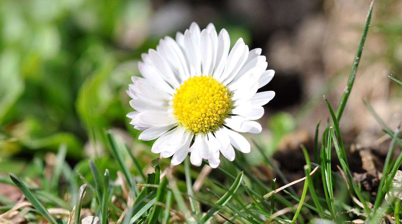 geese flower daisy white free photo