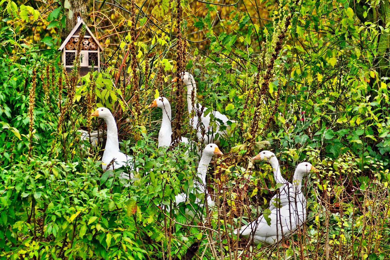 geese group nature summer free photo