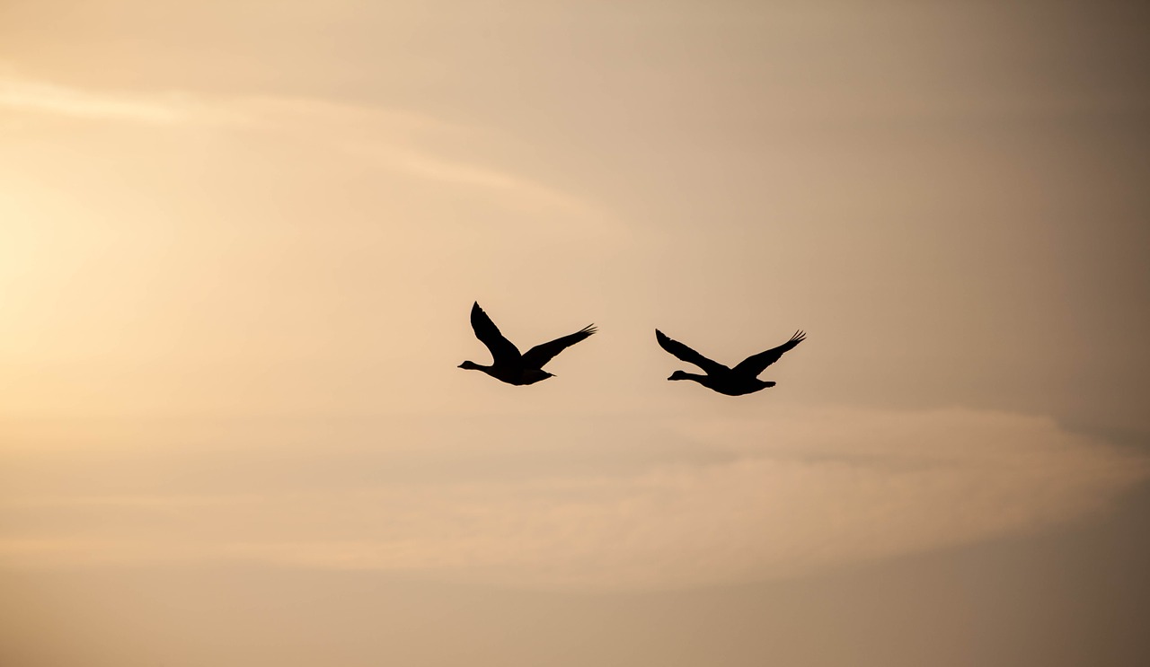 geese in flight  sunrise  geese free photo