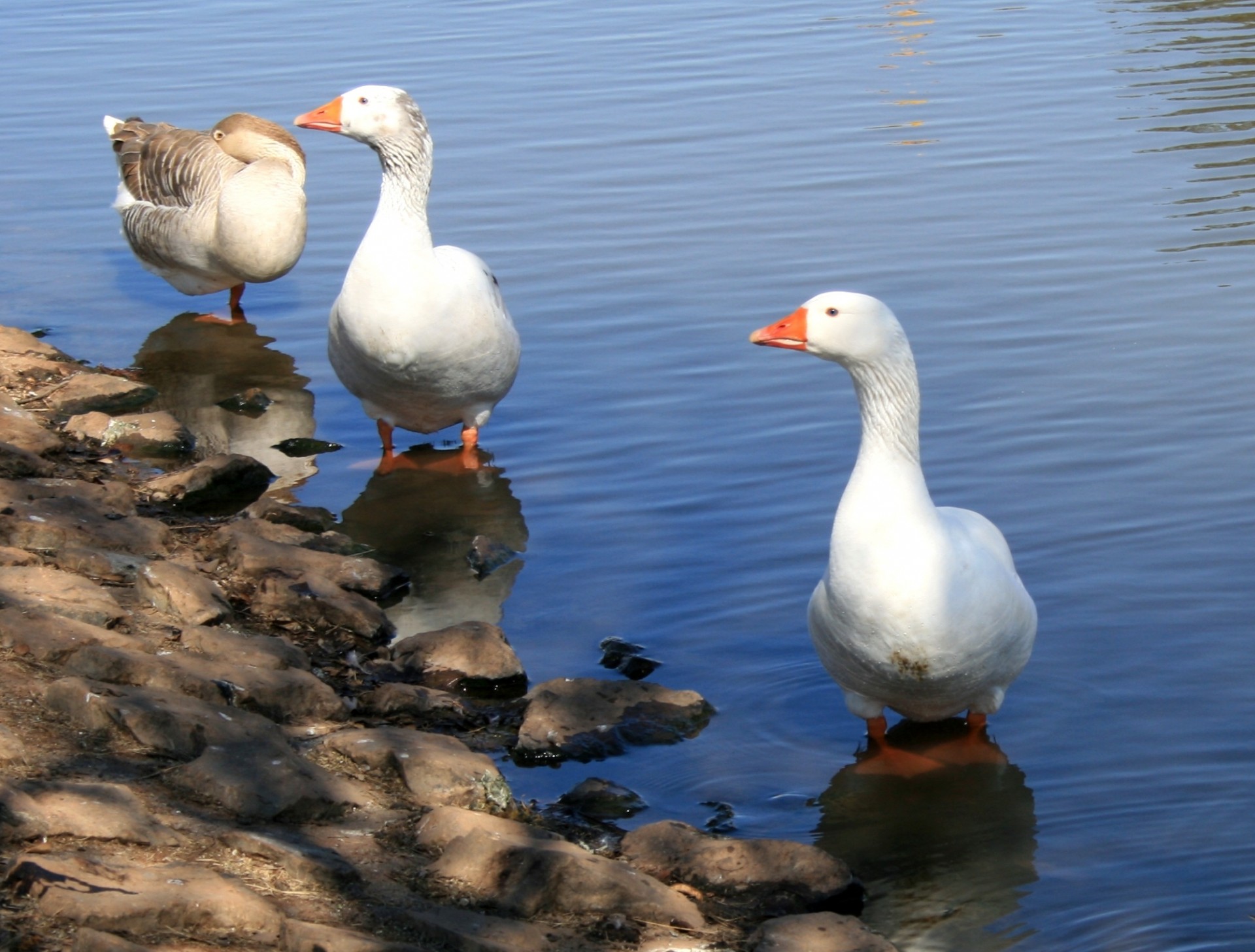 geese fowl white free photo