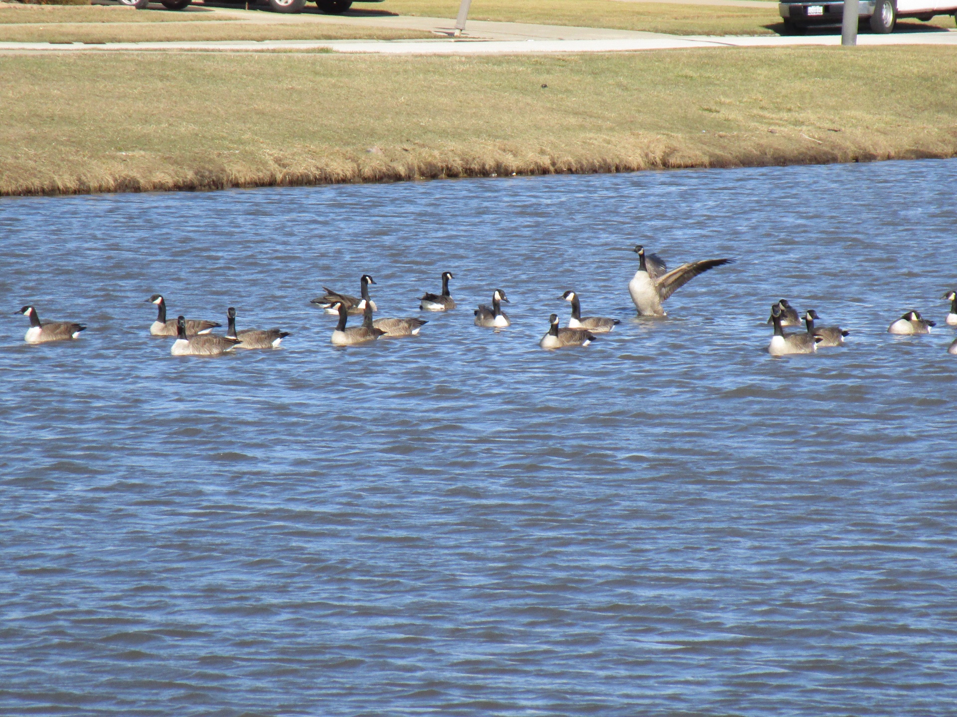 geese lake geese lake number 2 free photo