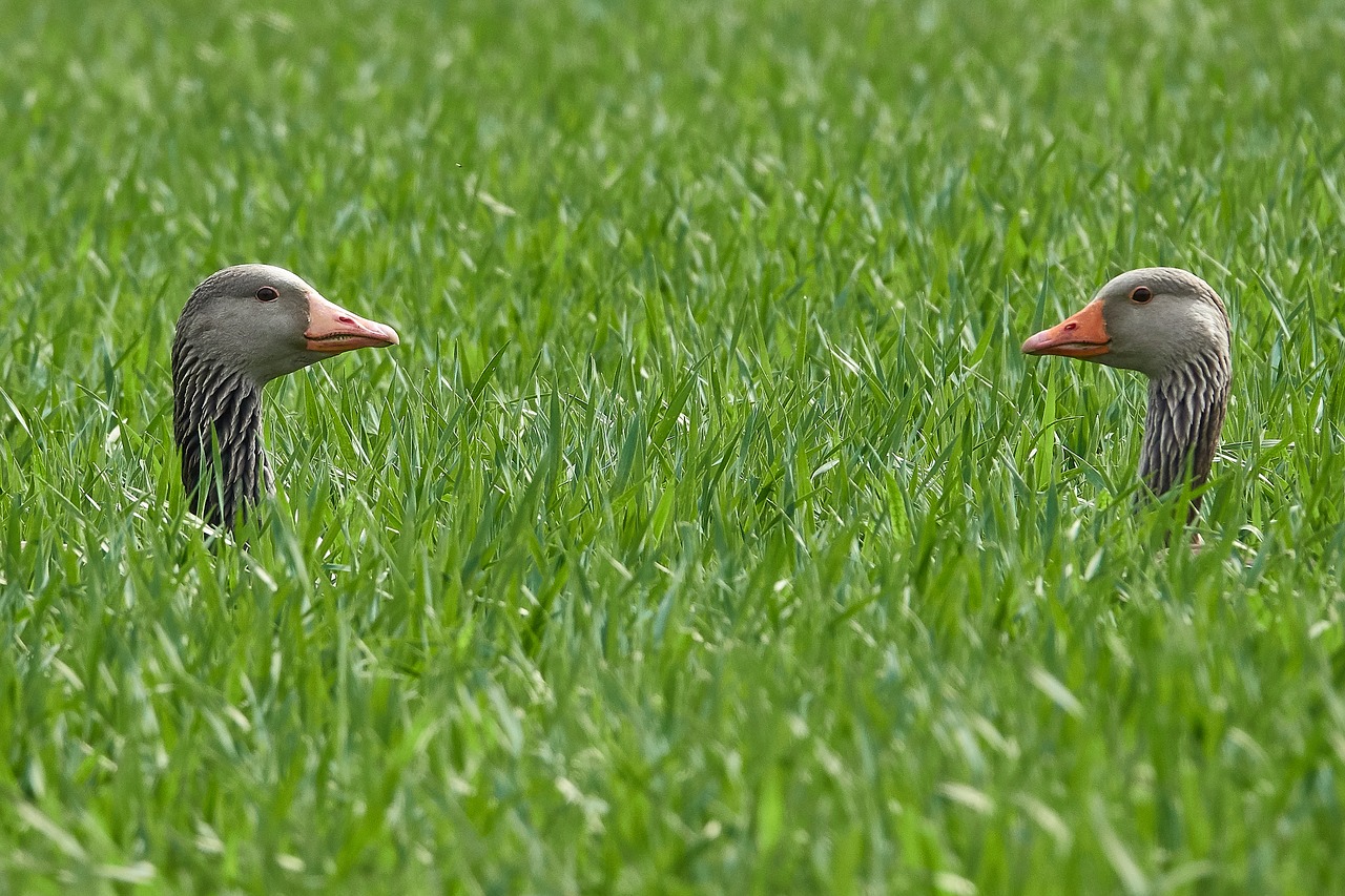 geese pair  grass  head free photo