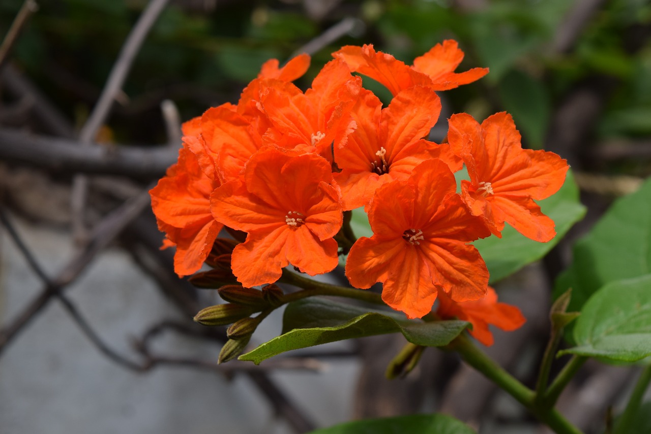 geiger-tree flower cordia sebestena free photo