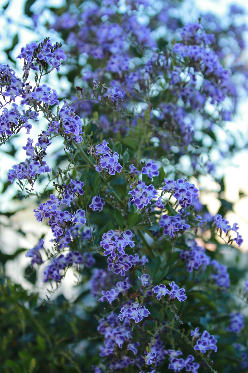 geisha purple flower flower free photo