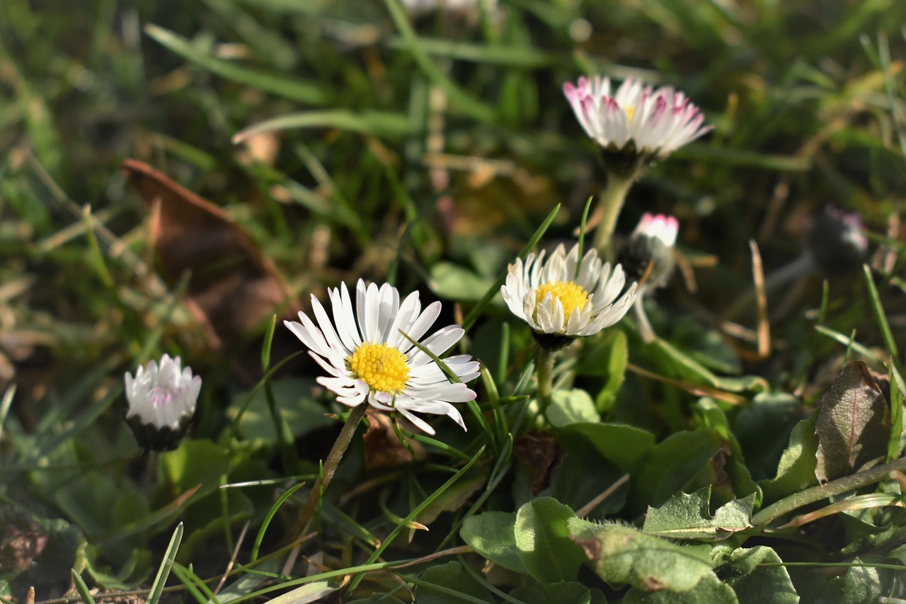 geiss floral  daisy  flower free photo