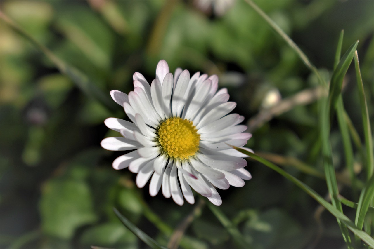 geiss floral  daisy  flower free photo