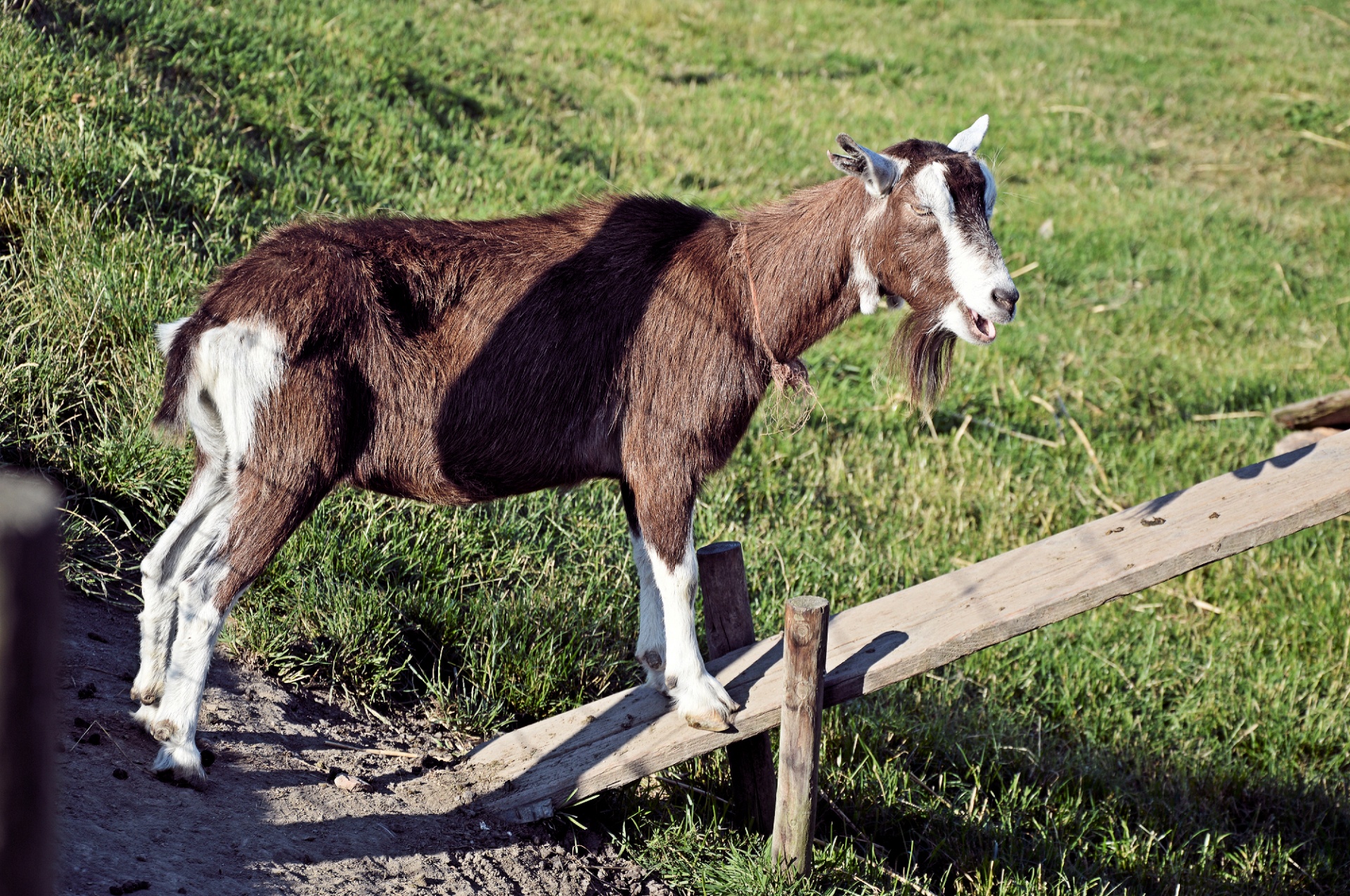 goat cattle animal free photo