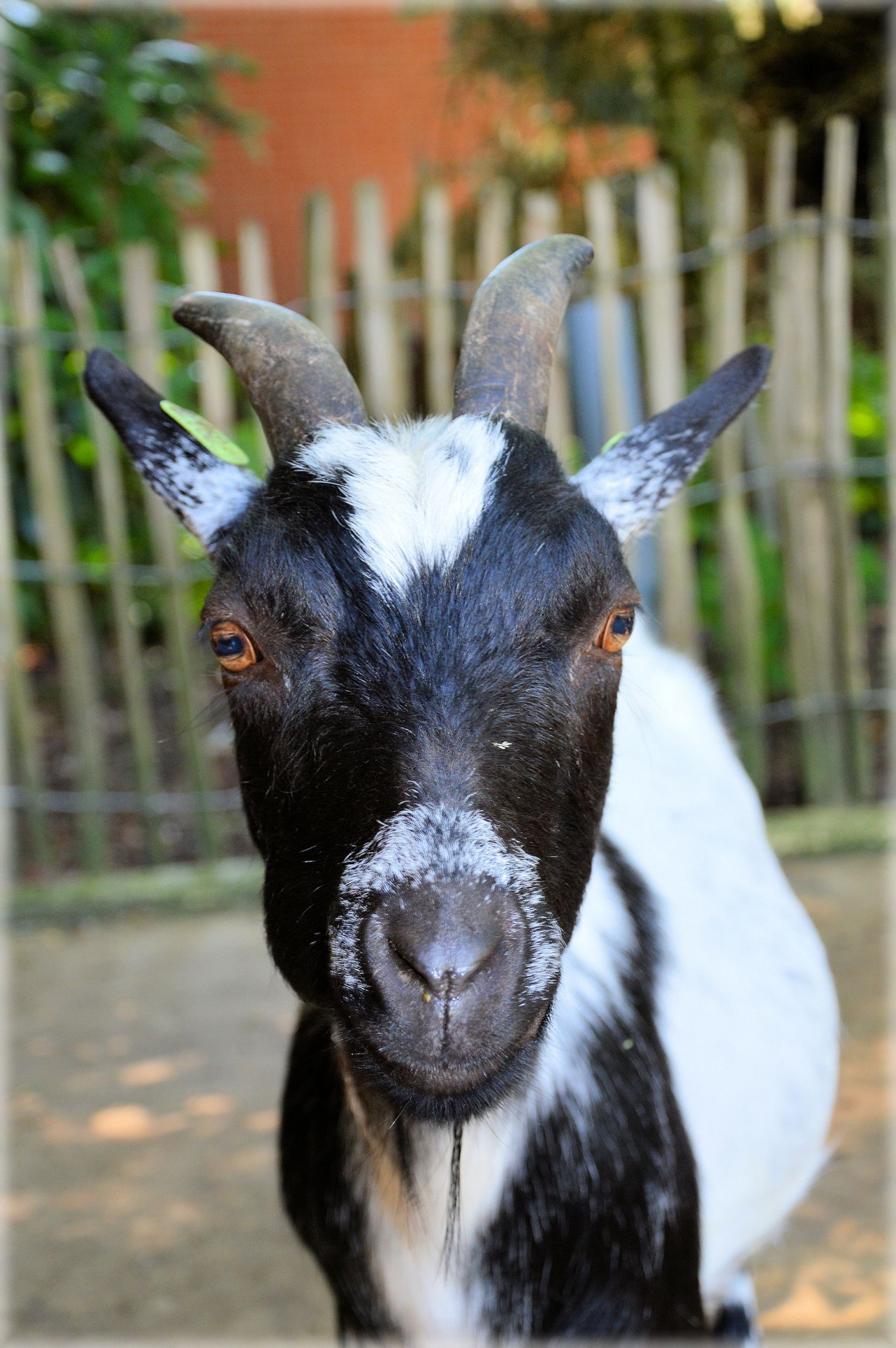 goat farm animal free photo