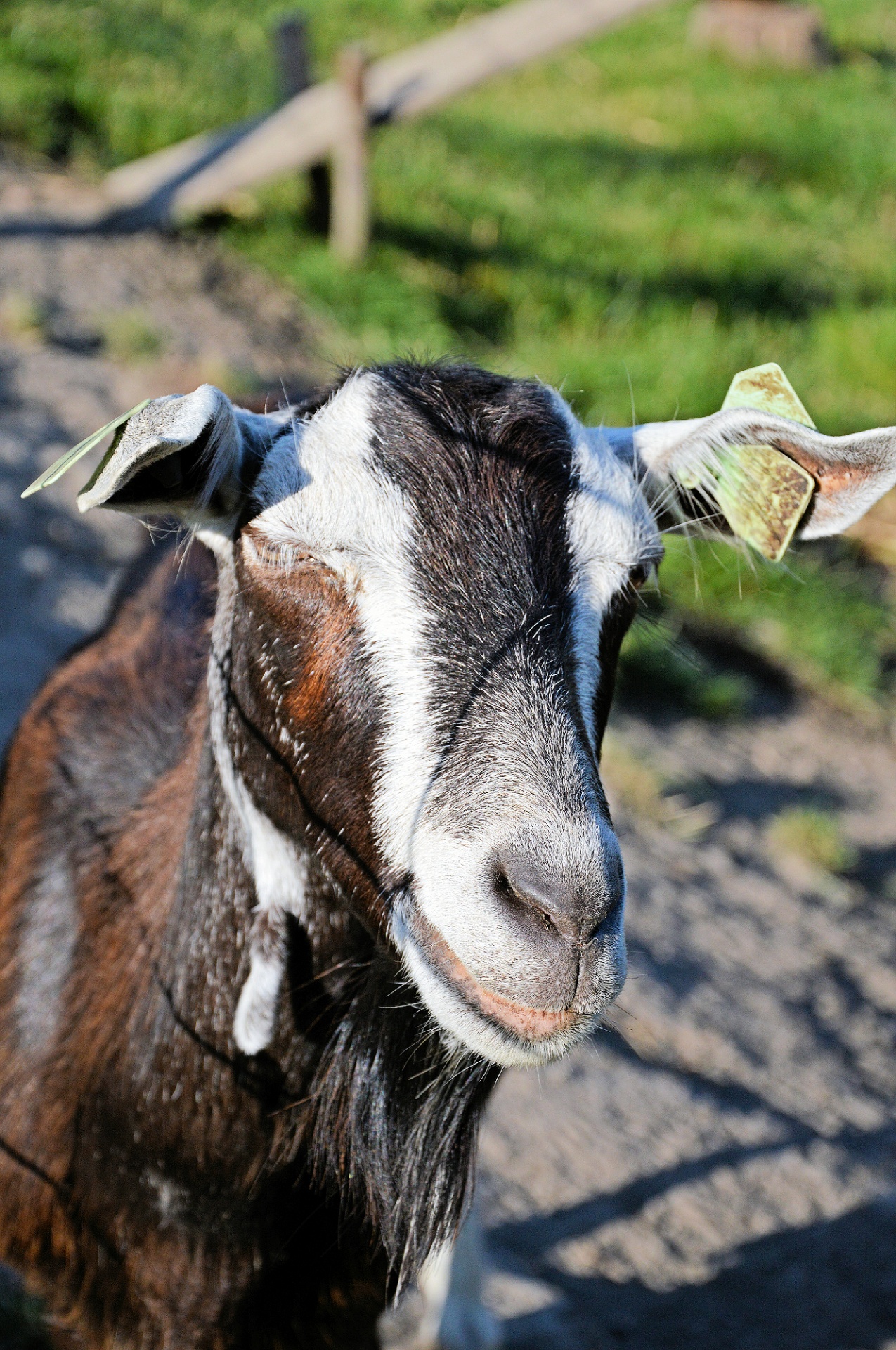 goat cattle animal free photo