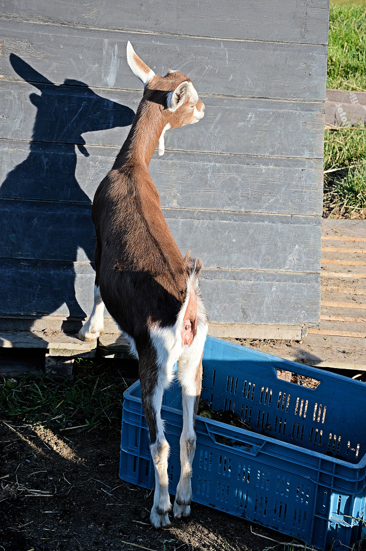 goat cattle animal free photo