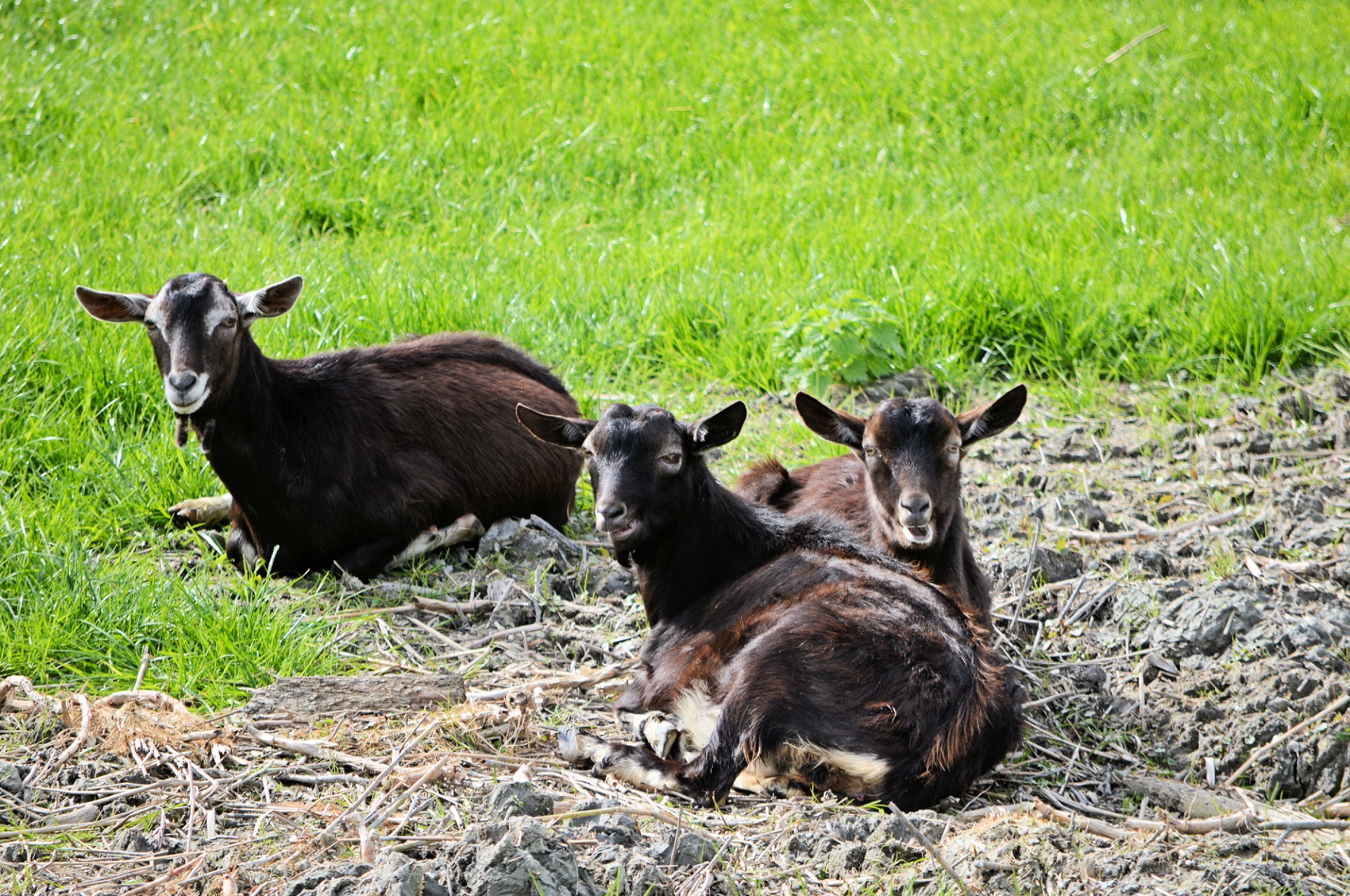 goat cattle animal free photo