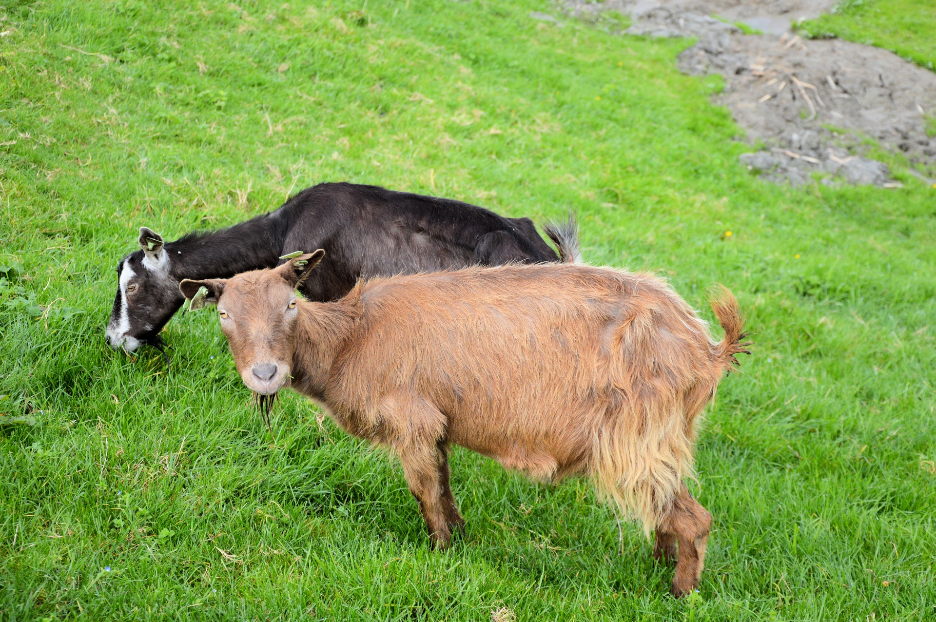 goat cattle animal free photo