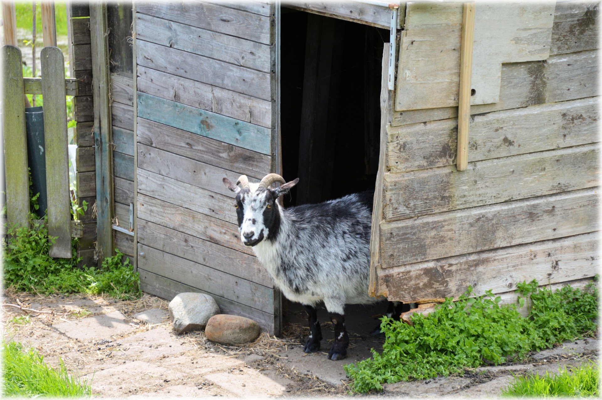 goat grazing farm free photo