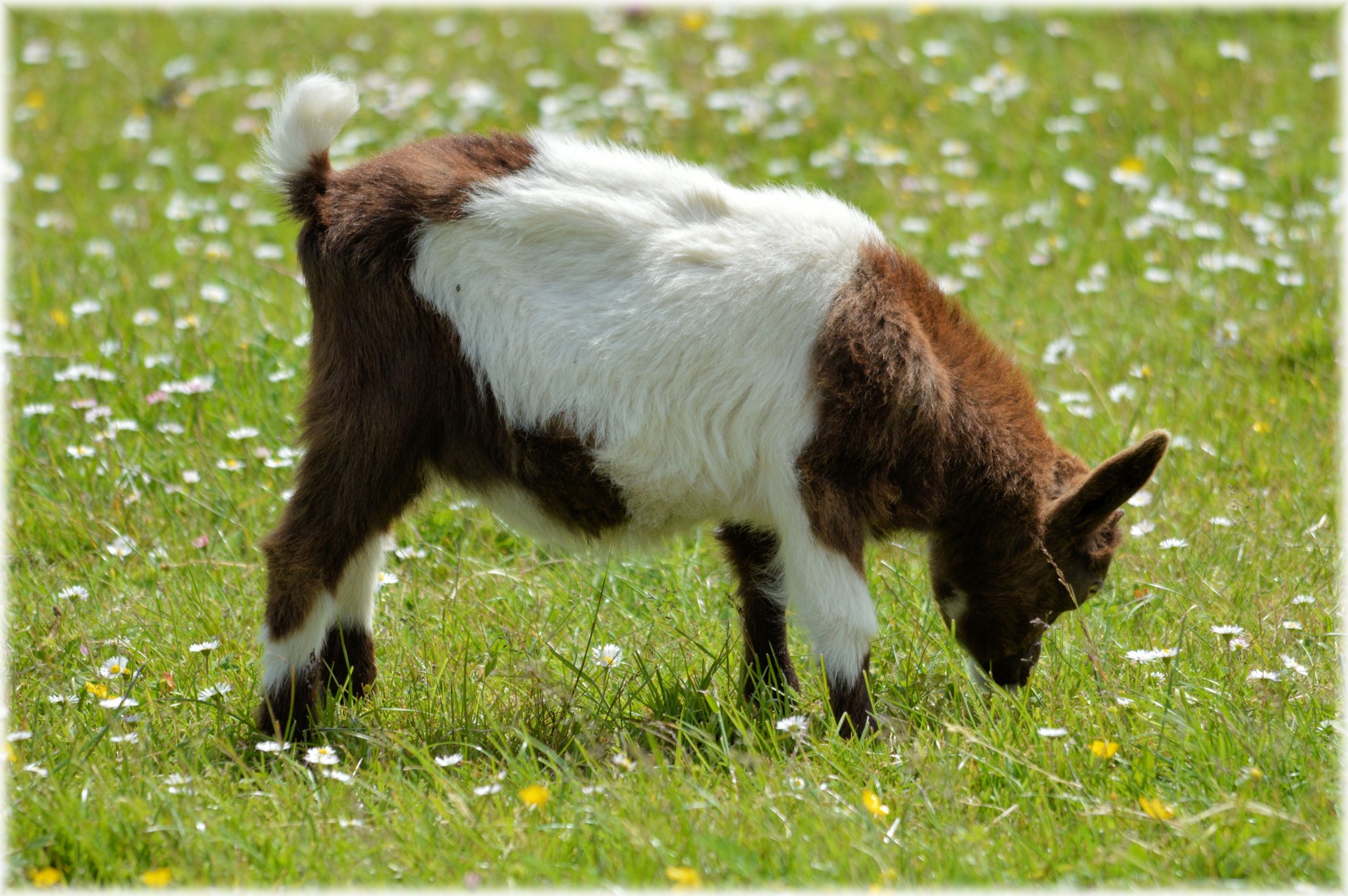 goat grazing farm free photo