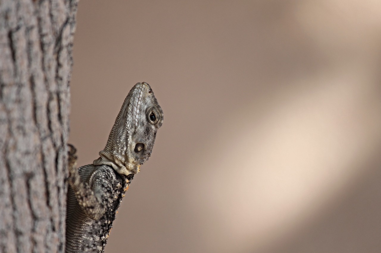 gekko reptile lizard free photo