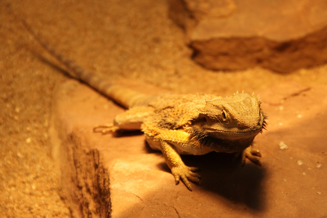 gekko lizard reptile free photo