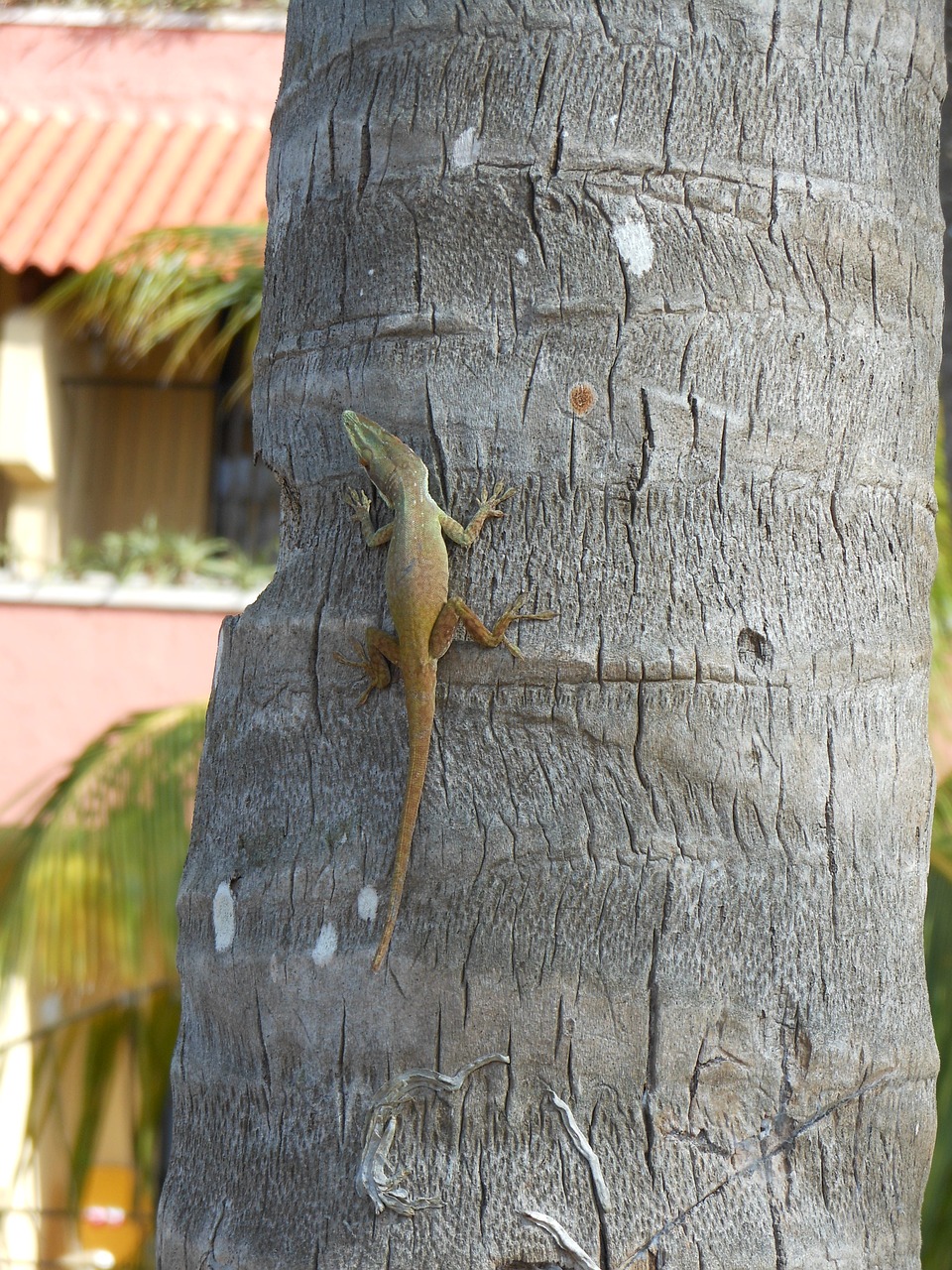 geko havana tree free photo