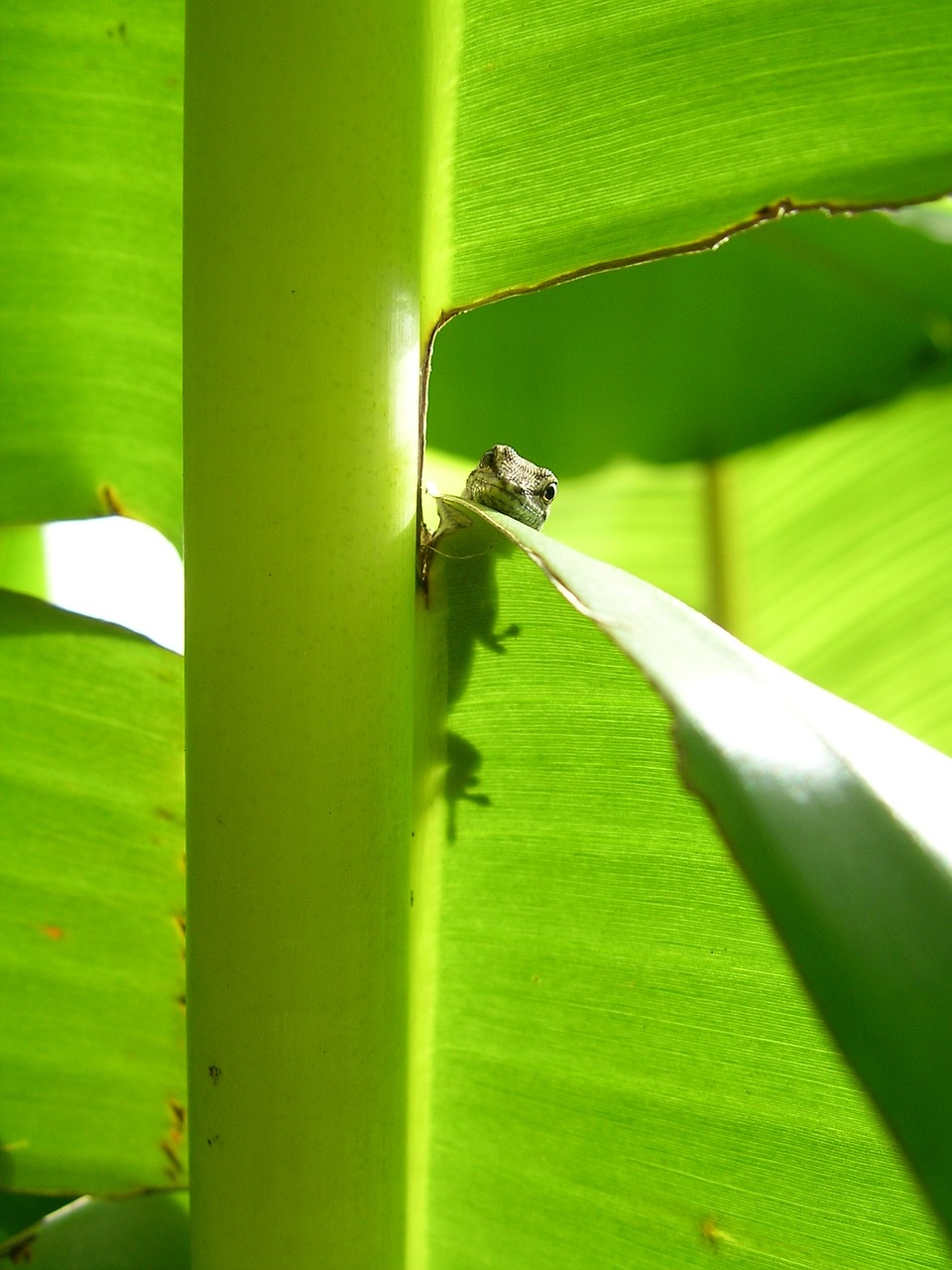 geko leaf plant free photo