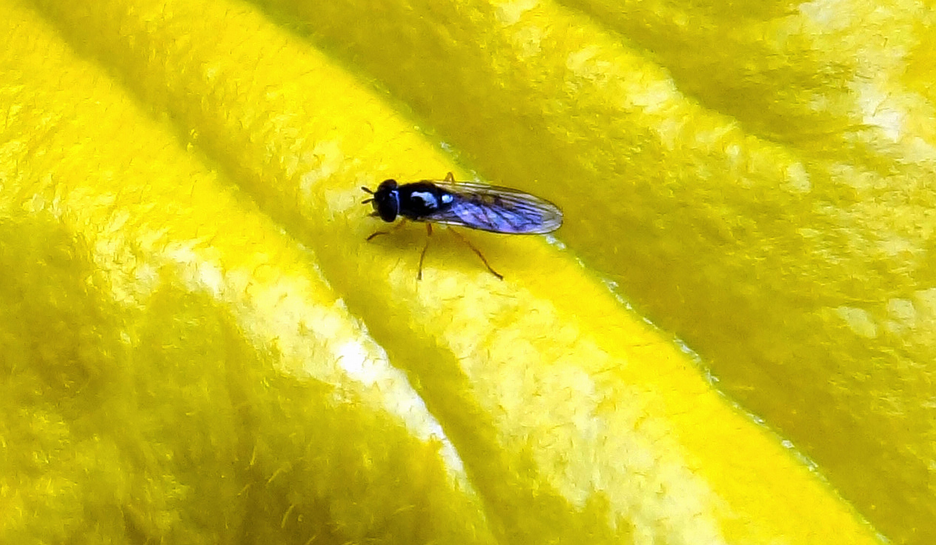 fly flowers fruit free photo