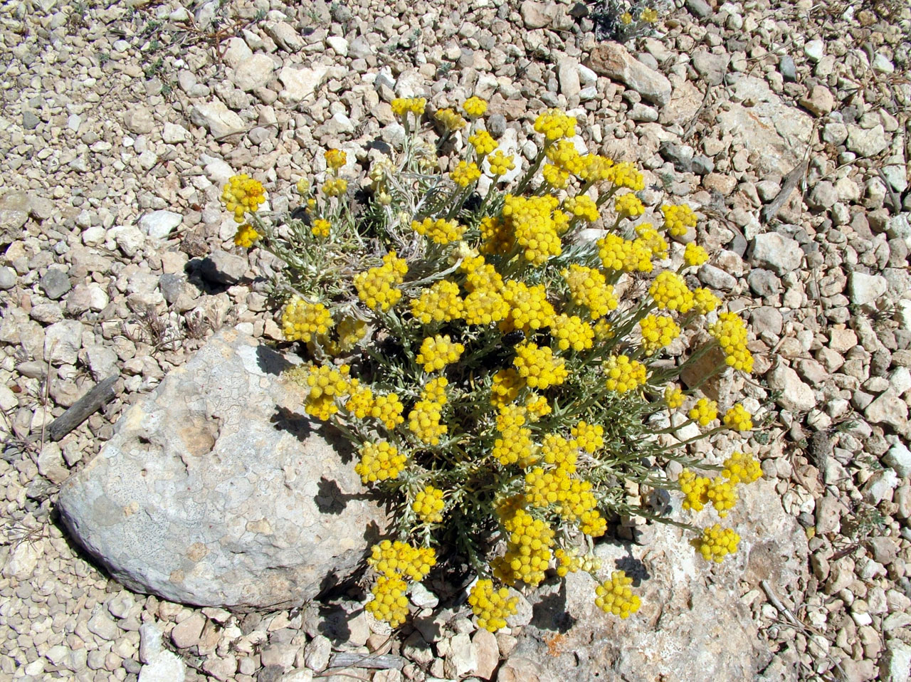 flowers yellow stone free photo