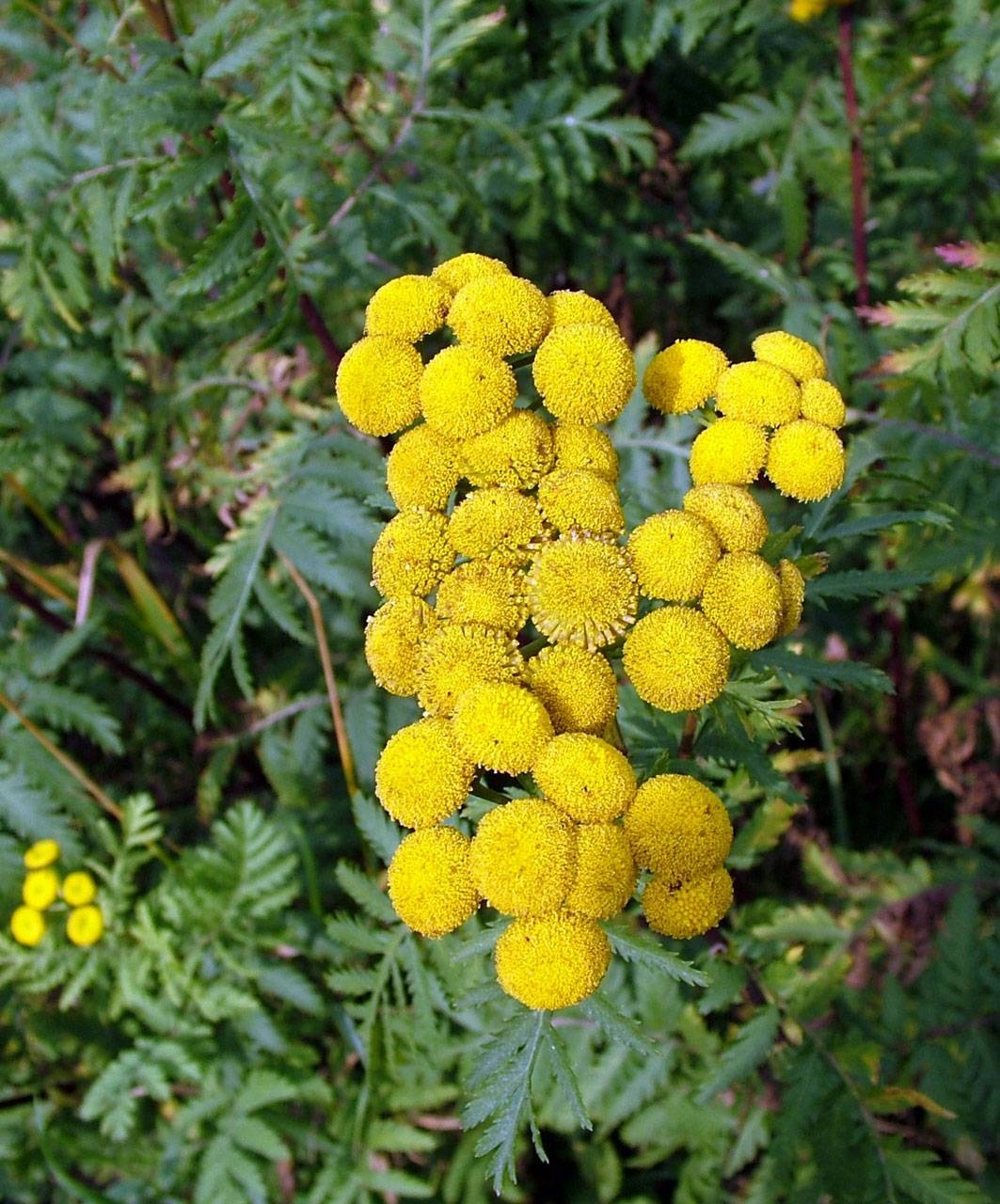 flowers yellow green free photo