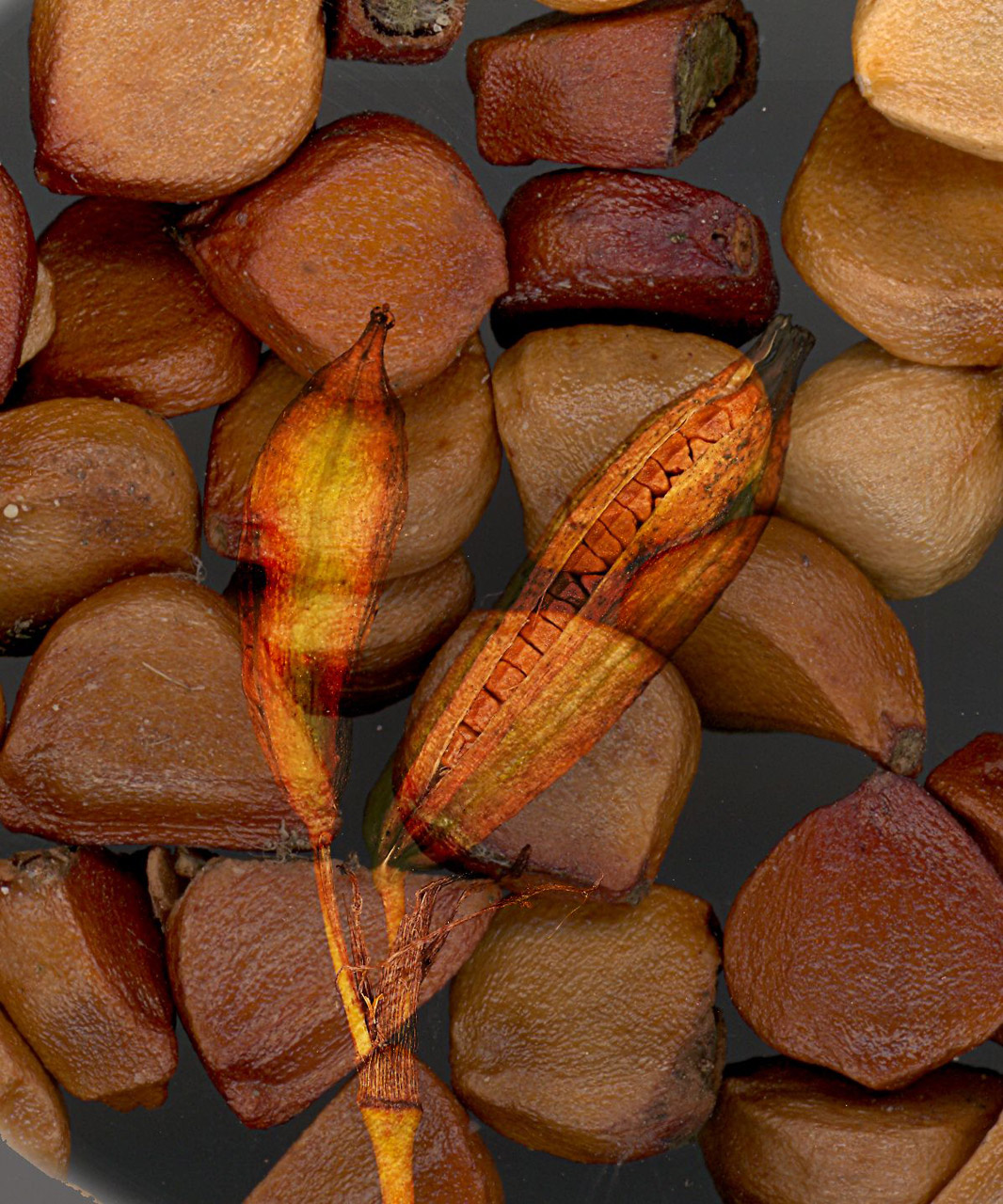 seed lily yellow free photo