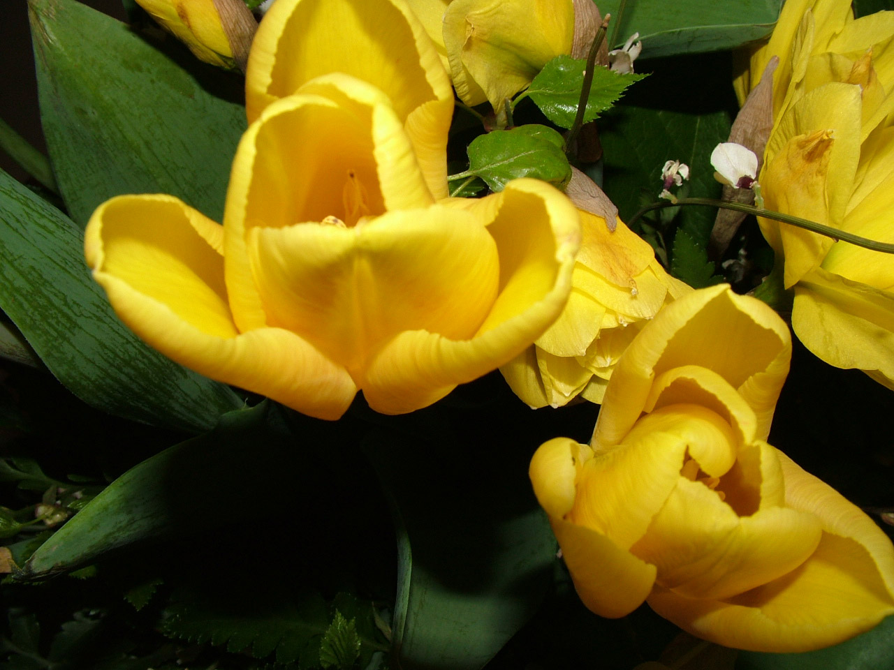 stauss yellow tulips free photo