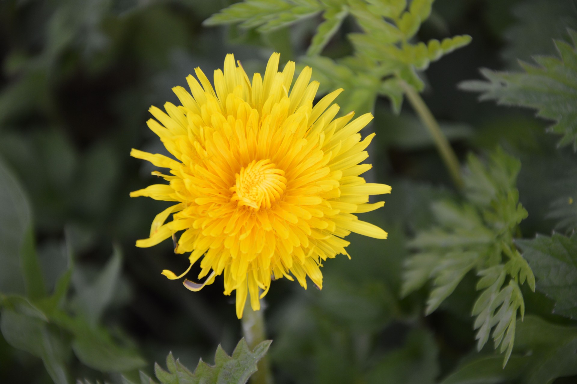 flower nature green free photo