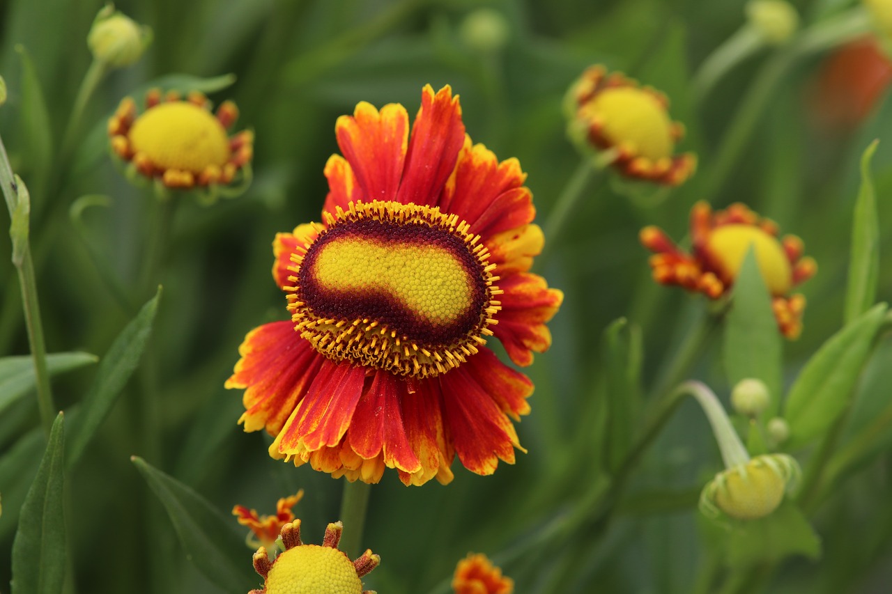 gelenium  flower  blossom free photo