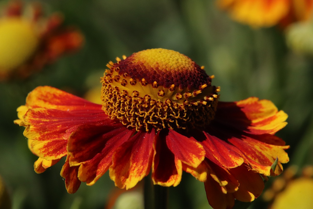 gelenium  flower  blossom free photo