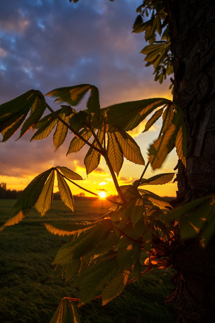 gelsenkirchen resser-mark sunset free photo