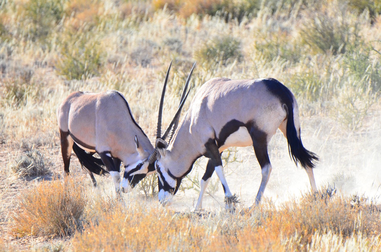 gemsbok  gemsbuck  antelope free photo